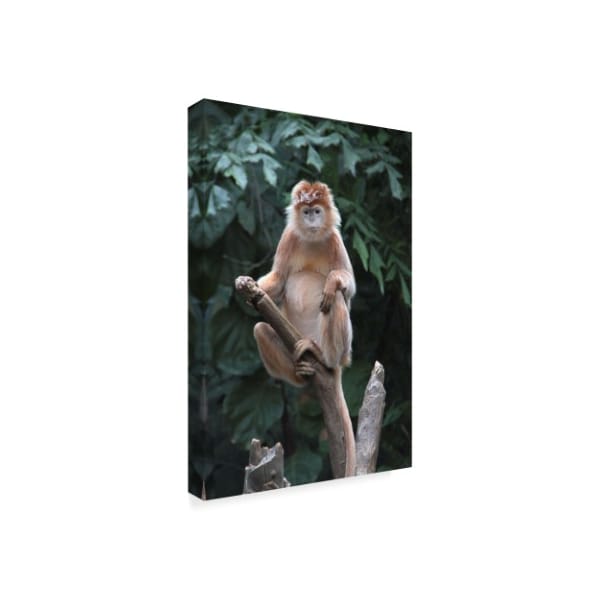 Robert Michaud 'Monkey' Canvas Art,16x24